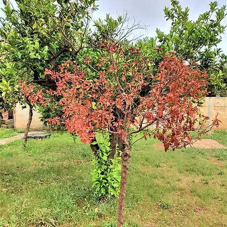 Nel Salento - Ampie E Giardino, Fino A 9 Persone